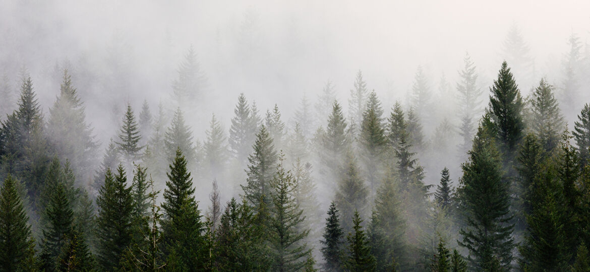 Foggy Trees Web